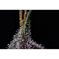 Purple Nuggets Mephisto Genetics - cime 4