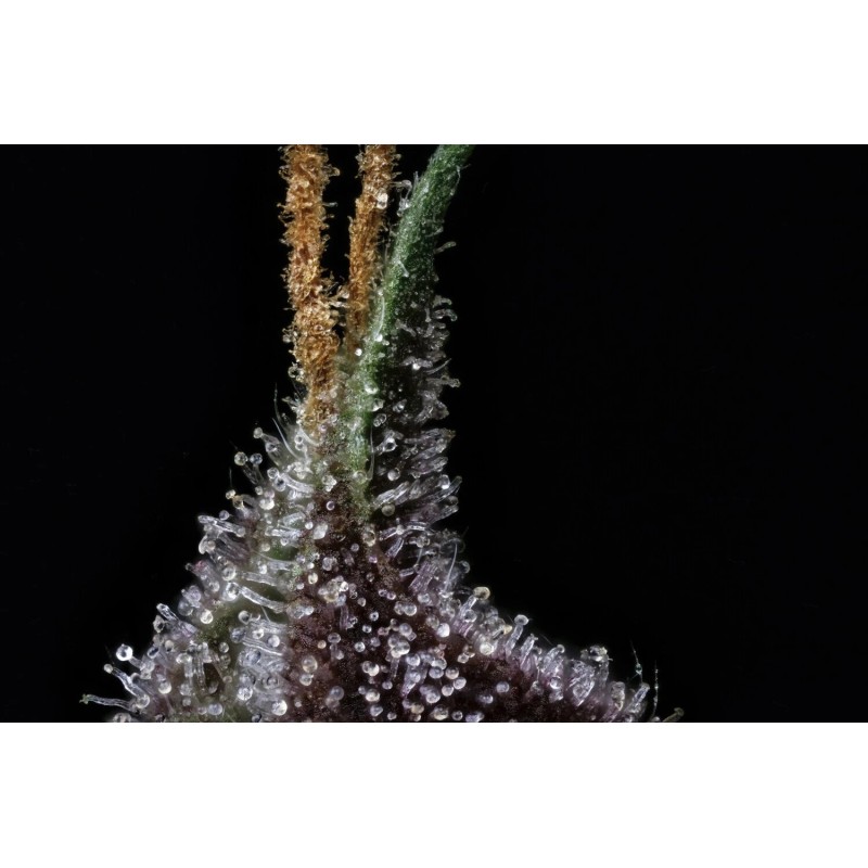 Purple Nuggets Mephisto Genetics - cime 4