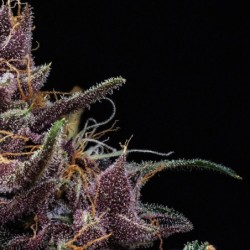 Purple Nuggets Mephisto Genetics - cime 5