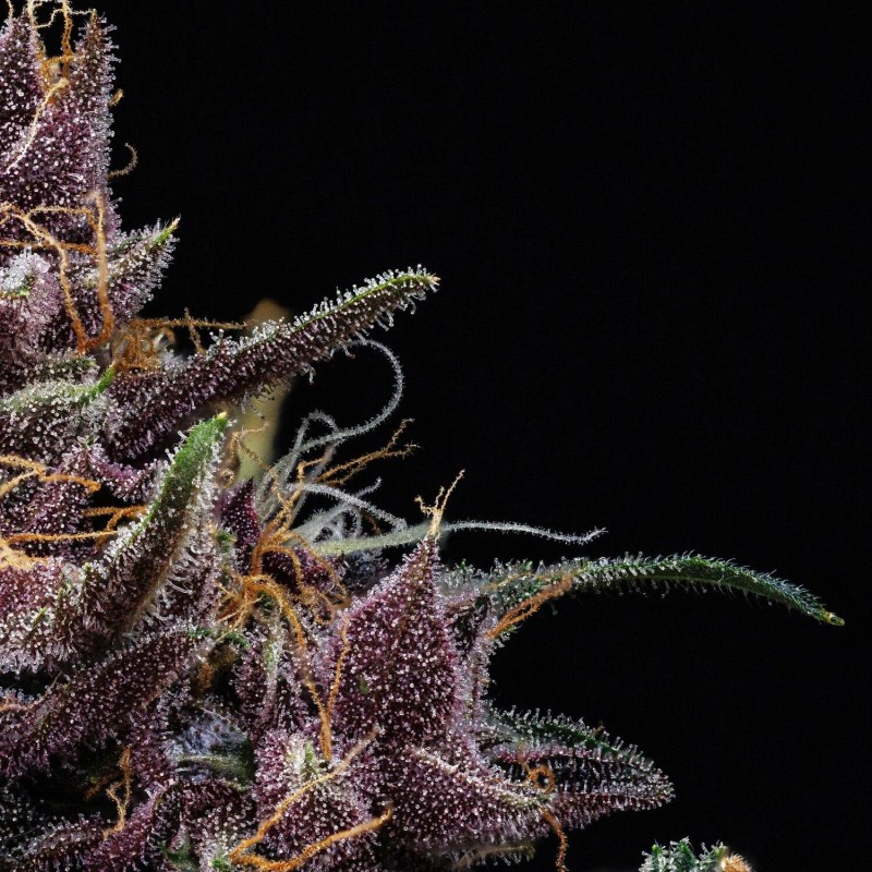Purple Nuggets Mephisto Genetics - cime 5