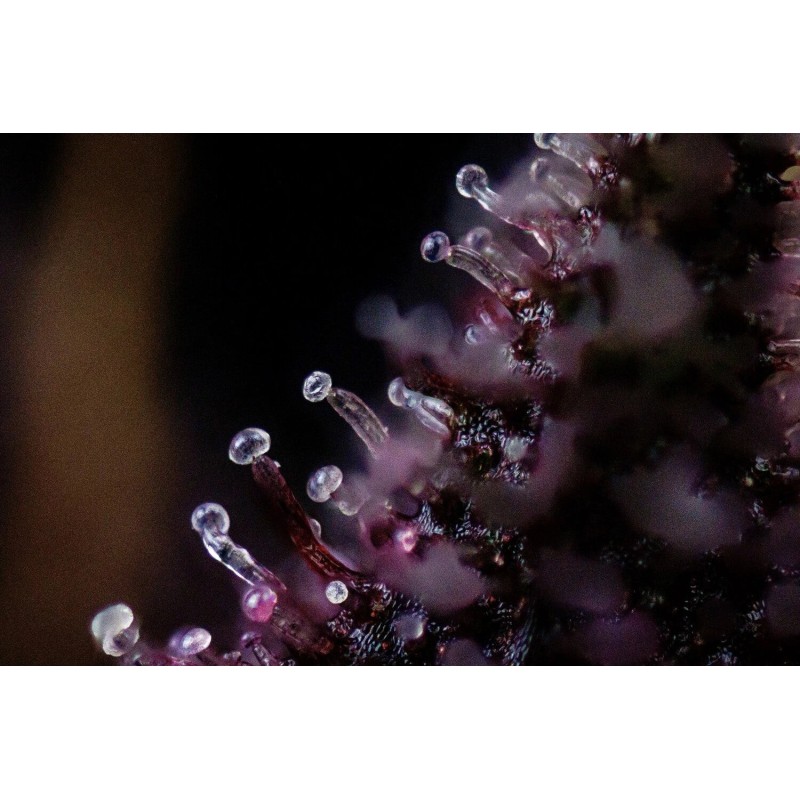 Purple Nuggets Mephisto Genetics - cime 6