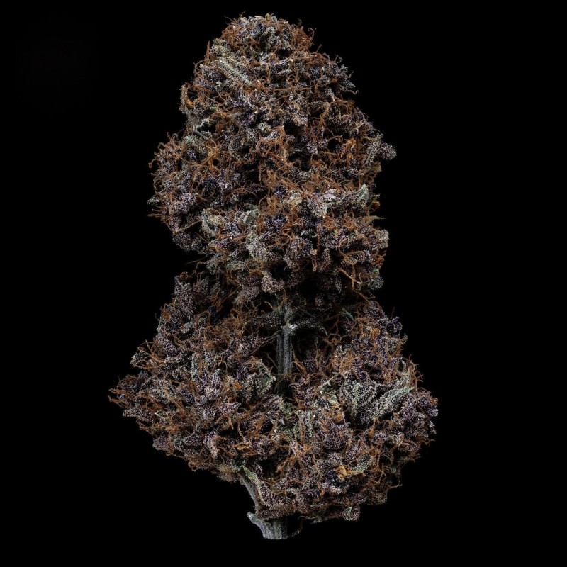 Purple Nuggets Mephisto Genetics - cime 7