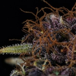 Purple Nuggets Mephisto Genetics - cime 8