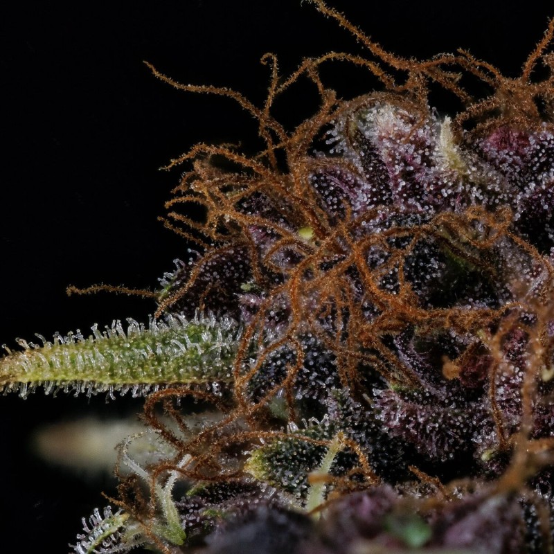 Purple Nuggets Mephisto Genetics - cime 8