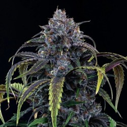 Rainbow Sundae 11 Mephisto Genetics - cime