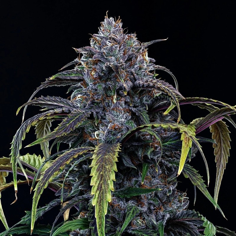 Rainbow Sundae 11 Mephisto Genetics - cime