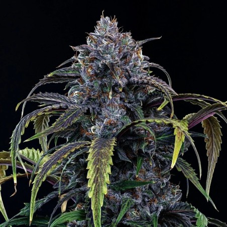 Rainbow Sundae 11 Mephisto Genetics - cime