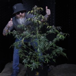 Rainbow Sundae 11 Mephisto Genetics - cime 2