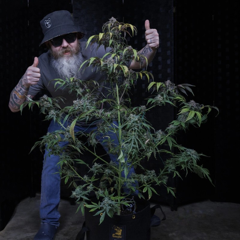 Rainbow Sundae 11 Mephisto Genetics - cime 2