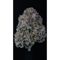 Rainbow Sundae 11 Mephisto Genetics - cime 3