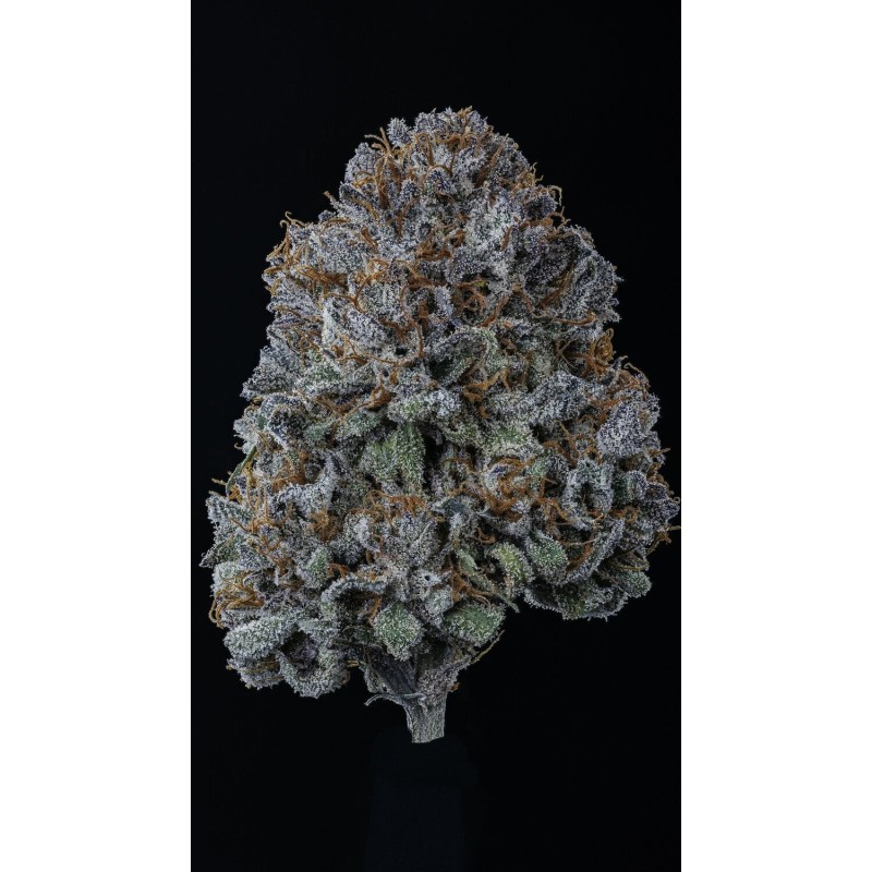 Rainbow Sundae 11 Mephisto Genetics - cime 3