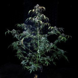 Rainbow Sundae 11 Mephisto Genetics - pianta 5