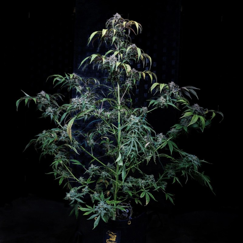Rainbow Sundae 11 Mephisto Genetics - pianta 5