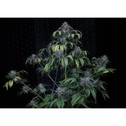 Rainbow Sundae 11 Mephisto Genetics - pianta 6