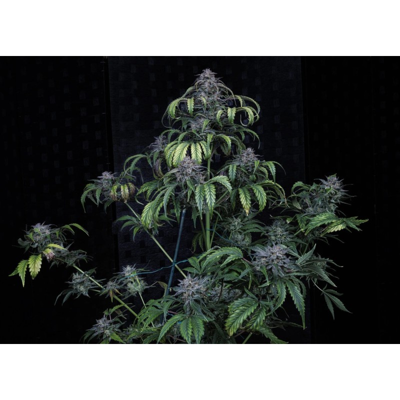 Rainbow Sundae 11 Mephisto Genetics - pianta 6