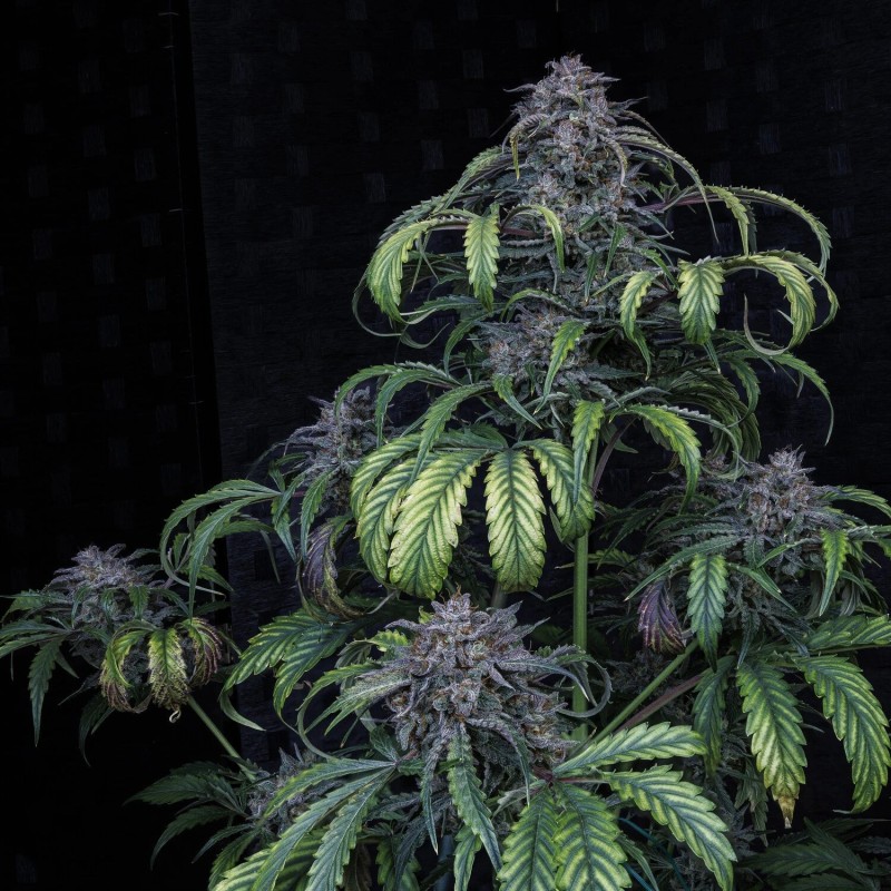 Rainbow Sundae 11 Mephisto Genetics - cime 7