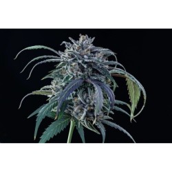 Rainbow Sundae 11 Mephisto Genetics - cime 8
