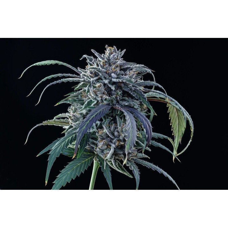 Rainbow Sundae 11 Mephisto Genetics - cime 8