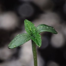 Rainbow Sundae 11 Mephisto Genetics - cime 9
