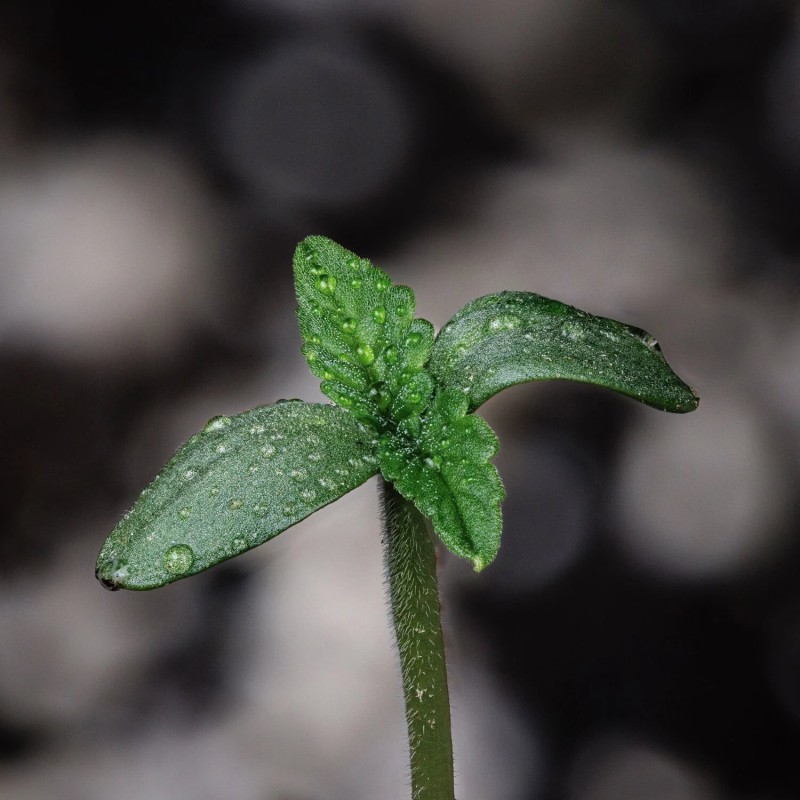 Rainbow Sundae 11 Mephisto Genetics - cime 9