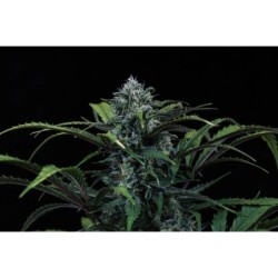 Rainbow Sundae 11 Mephisto Genetics - cime 10