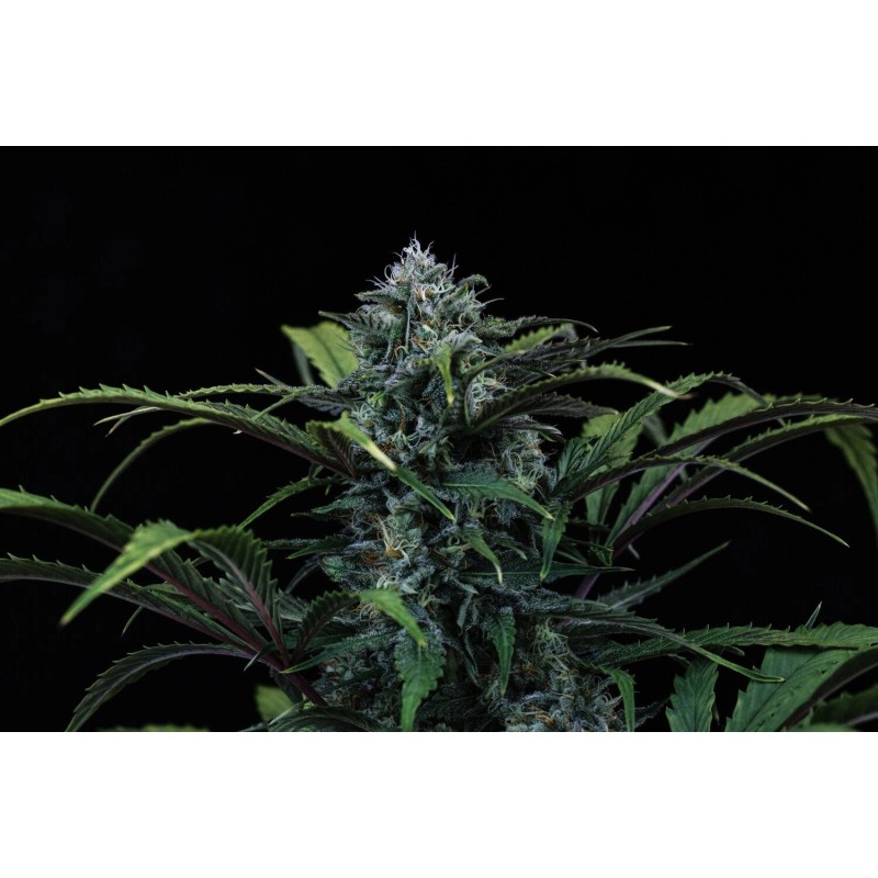 Rainbow Sundae 11 Mephisto Genetics - cime 10