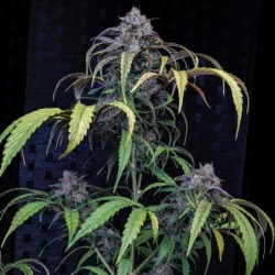 Rainbow Sundae 11 Mephisto Genetics - pianta 11