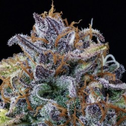 Rainbow Sundae 11 Mephisto Genetics - cime 12