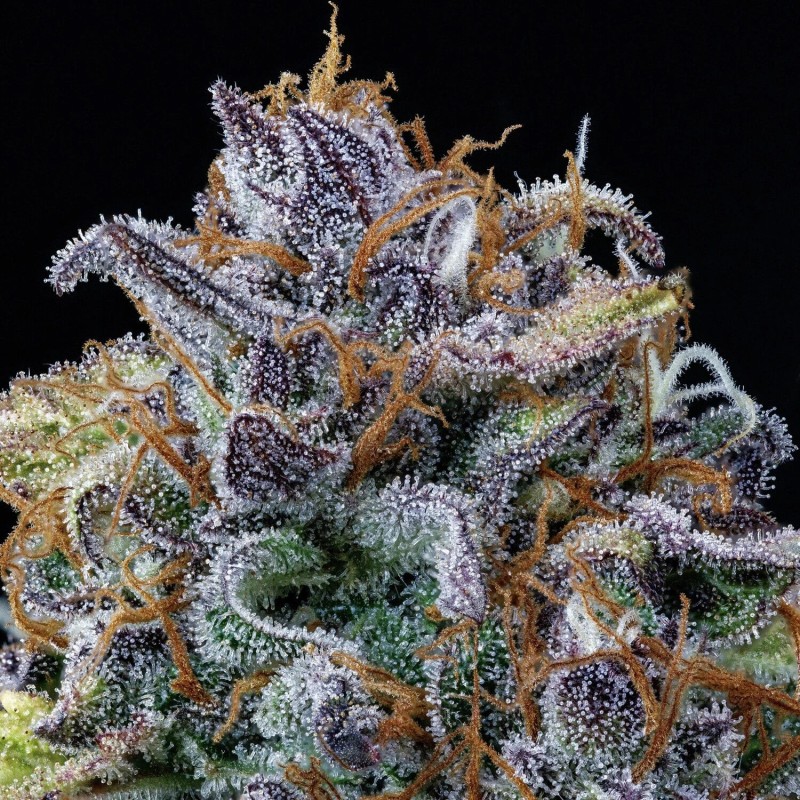 Rainbow Sundae 11 Mephisto Genetics - cime 12
