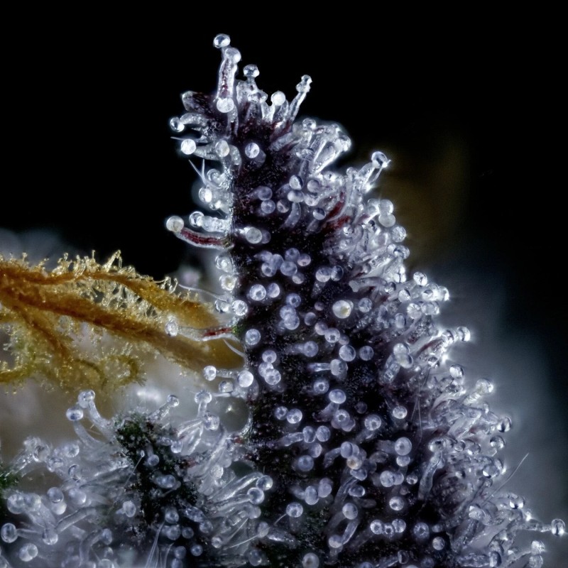 Rainbow Sundae 11 Mephisto Genetics - cime 13