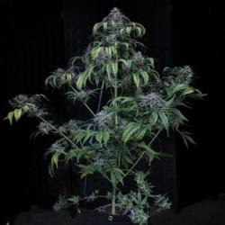 Rainbow Sundae 11 Mephisto Genetics - pianta 14