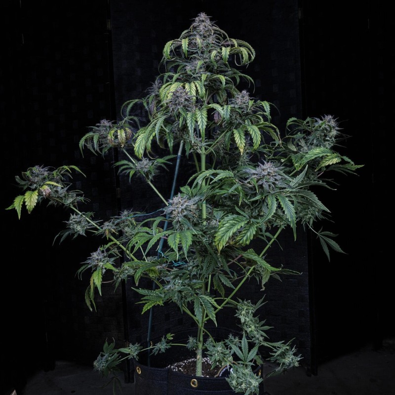Rainbow Sundae 11 Mephisto Genetics - pianta 14