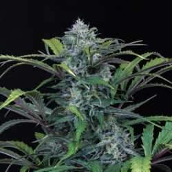Rainbow Sundae 11 Mephisto Genetics - pianta 15