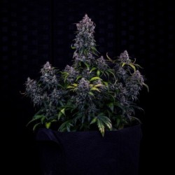 Ravenberry Mephisto Genetics - cime