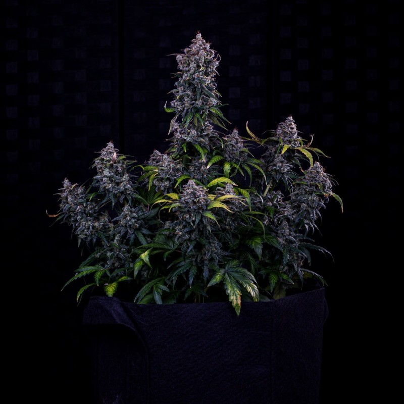 Ravenberry Mephisto Genetics - cime