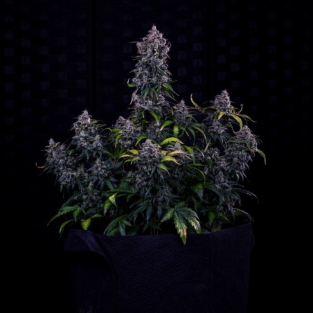 Ravenberry Mephisto Genetics - cime