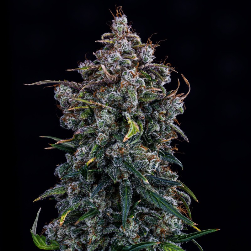 Ravenberry Mephisto Genetics - cime 2