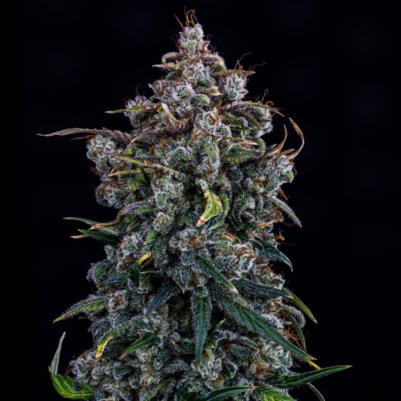 Ravenberry Mephisto Genetics - cime 2