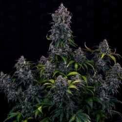 Ravenberry Mephisto Genetics - cime 3