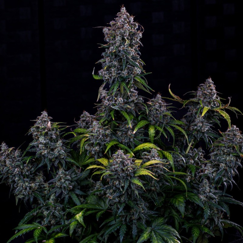 Ravenberry Mephisto Genetics - cime 3