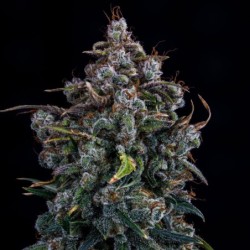 Ravenberry Mephisto Genetics - cime 4