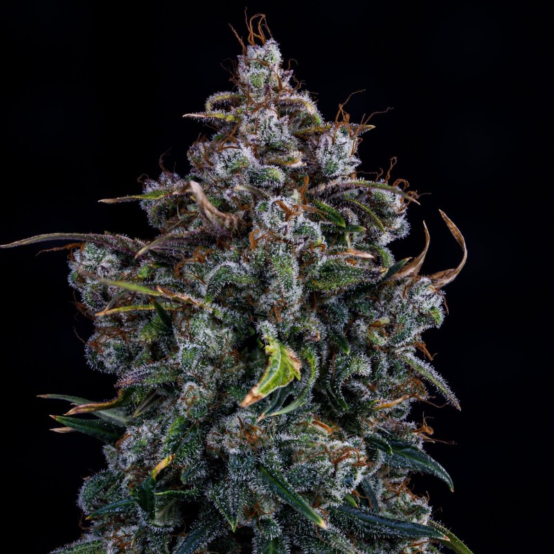 Ravenberry Mephisto Genetics - cime 4