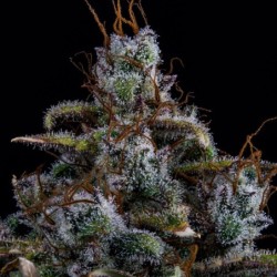 Ravenberry Mephisto Genetics - cime 5