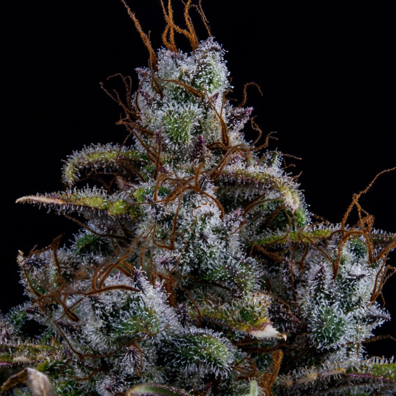 Ravenberry Mephisto Genetics - cime 5