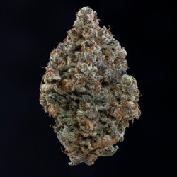Ravenberry Mephisto Genetics - cime 6