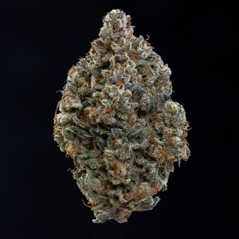 Ravenberry Mephisto Genetics - cime 6
