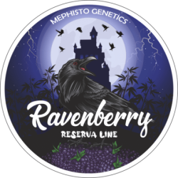 Ravenberry Mephisto Genetics - immagine ufficiale 7