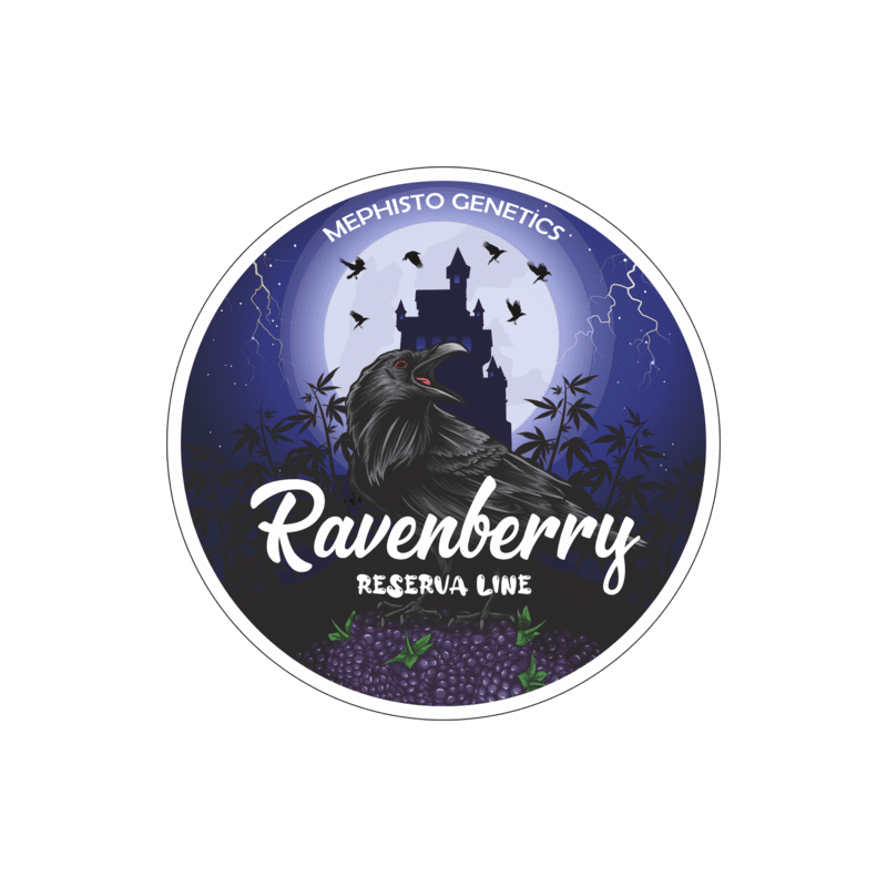 Ravenberry Mephisto Genetics - immagine ufficiale 7