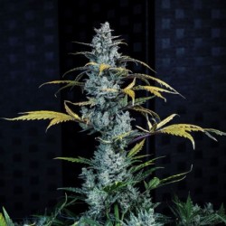 Schoolyard Crush Mephisto Genetics - cime
