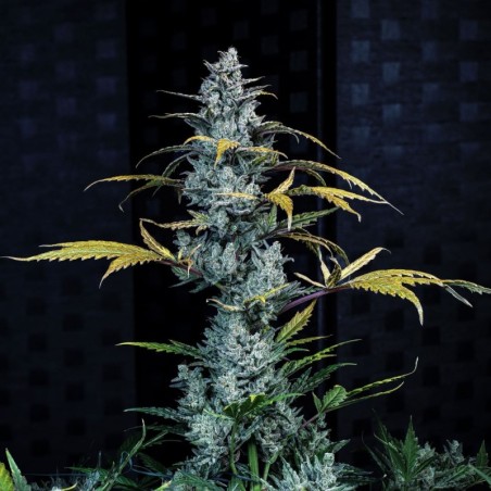 Schoolyard Crush Mephisto Genetics - cime